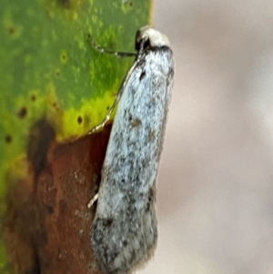 Oecophoridae (family) at Jerrabomberra, NSW - 14 Oct 2021