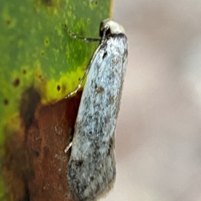 Oecophoridae (family) (Unidentified Oecophorid concealer moth) at Mount Jerrabomberra - 14 Oct 2021 by Steve_Bok