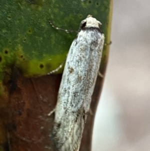 Oecophoridae (family) at Jerrabomberra, NSW - 14 Oct 2021