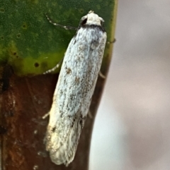 Oecophoridae (family) at Jerrabomberra, NSW - 14 Oct 2021