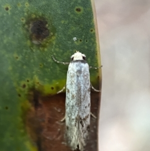 Oecophoridae (family) at Jerrabomberra, NSW - 14 Oct 2021