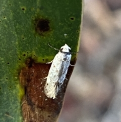 Oecophoridae (family) at Jerrabomberra, NSW - 14 Oct 2021