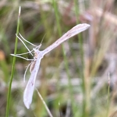 Platyptilia celidotus (Plume Moth) at Jerrabomberra, NSW - 14 Oct 2021 by Steve_Bok
