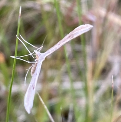 Platyptilia celidotus (Plume Moth) at Jerrabomberra, NSW - 14 Oct 2021 by SteveBorkowskis