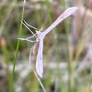 Platyptilia celidotus at Jerrabomberra, NSW - 14 Oct 2021