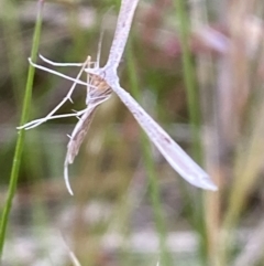 Platyptilia celidotus at Jerrabomberra, NSW - 14 Oct 2021