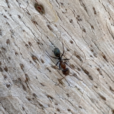 Iridomyrmex rufoniger (Tufted Tyrant Ant) at Jerrabomberra, NSW - 14 Oct 2021 by SteveBorkowskis