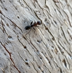 Iridomyrmex rufoniger at Jerrabomberra, NSW - 14 Oct 2021