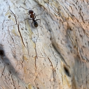 Iridomyrmex rufoniger at Jerrabomberra, NSW - 14 Oct 2021