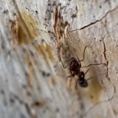 Iridomyrmex rufoniger at Jerrabomberra, NSW - 14 Oct 2021