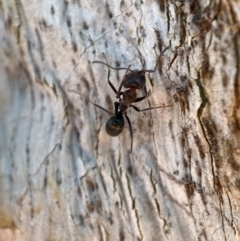 Iridomyrmex rufoniger at Jerrabomberra, NSW - 14 Oct 2021