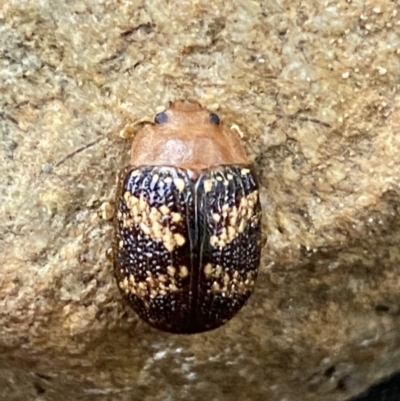 Paropsis aspera (Eucalyptus Tortoise Beetle) at Mount Jerrabomberra - 14 Oct 2021 by Steve_Bok