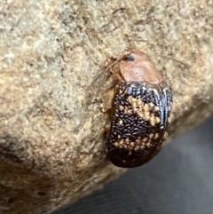 Paropsis aspera at Jerrabomberra, NSW - 14 Oct 2021