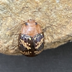 Paropsis aspera at Jerrabomberra, NSW - 14 Oct 2021