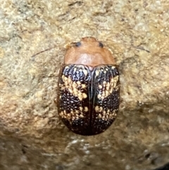 Paropsis aspera at Jerrabomberra, NSW - 14 Oct 2021