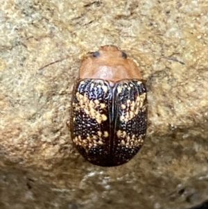 Paropsis aspera at Jerrabomberra, NSW - 14 Oct 2021