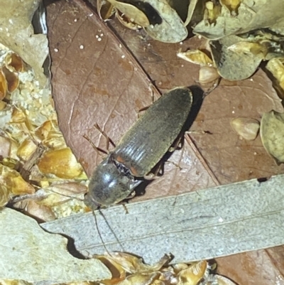 Monocrepidius (genus) (Click beetle) at Jerrabomberra, NSW - 13 Oct 2021 by SteveBorkowskis