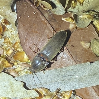 Monocrepidus sp. (genus) (Click beetle) at QPRC LGA - 13 Oct 2021 by Steve_Bok