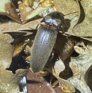 Monocrepidus (genus) at Jerrabomberra, NSW - suppressed