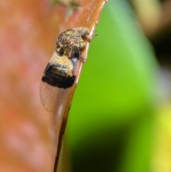 Psyllidae sp. (family) (Unidentified psyllid or lerp insect) at Jerrabomberra, NSW - 13 Oct 2021 by SteveBorkowskis