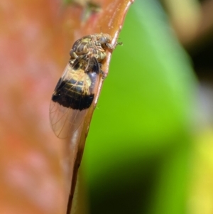 Psyllidae sp. (family) at Jerrabomberra, NSW - suppressed