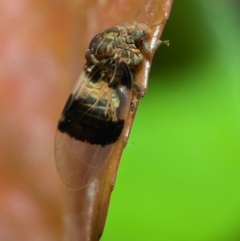 Psyllidae sp. (family) at Jerrabomberra, NSW - suppressed