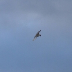 Elanus axillaris (Black-shouldered Kite) at Mount Painter - 14 Oct 2021 by Amy