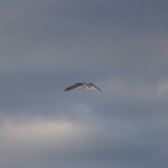 Elanus axillaris at Cook, ACT - 14 Oct 2021