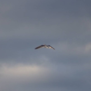 Elanus axillaris at Cook, ACT - 14 Oct 2021