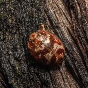 Paropsisterna laesa at Molonglo Valley, ACT - 14 Oct 2021