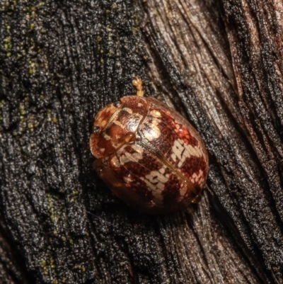 Paropsisterna laesa (Laesa leaf beetle) at Black Mountain - 14 Oct 2021 by Roger