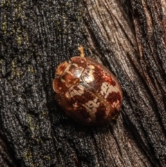 Unidentified Leaf beetle (Chrysomelidae) (TBC) at Molonglo Valley, ACT - 14 Oct 2021 by Roger