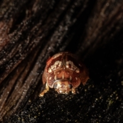 Paropsisterna laesa species complex at Molonglo Valley, ACT - 14 Oct 2021 12:56 PM