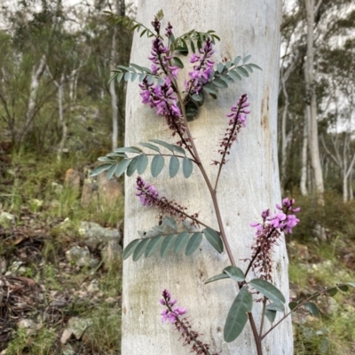 Indigofera australis subsp. australis (Australian Indigo) at Rob Roy Range - 14 Oct 2021 by BraedyJ