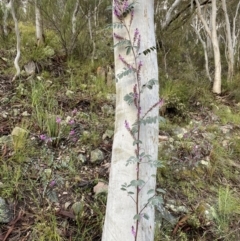 Indigofera australis subsp. australis at Conder, ACT - 14 Oct 2021