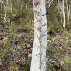 Indigofera australis subsp. australis at Conder, ACT - 14 Oct 2021 05:55 PM