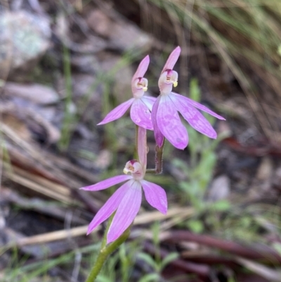 Caladenia carnea (Pink Fingers) at Conder, ACT - 14 Oct 2021 by BraedyJ