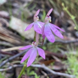 Caladenia carnea at Conder, ACT - suppressed