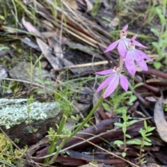 Caladenia carnea at Conder, ACT - suppressed