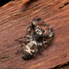 Sandalodes superbus (Ludicra Jumping Spider) at Black Mountain - 14 Oct 2021 by Roger