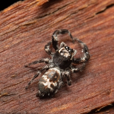 Sandalodes superbus (Ludicra Jumping Spider) at Molonglo Valley, ACT - 14 Oct 2021 by Roger