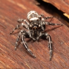 Sandalodes superbus at Molonglo Valley, ACT - 14 Oct 2021