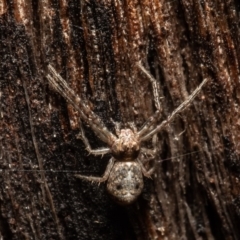 Tmarus marmoreus (Marbled crab spider) at Black Mountain - 14 Oct 2021 by Roger