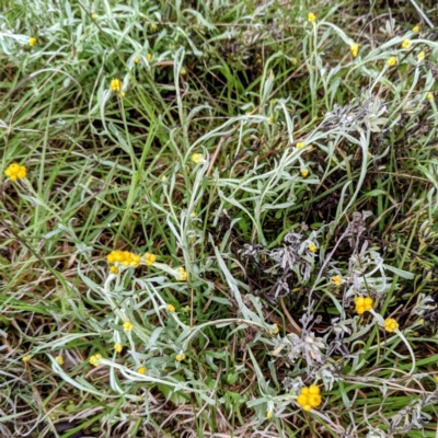 Chrysocephalum apiculatum (Common Everlasting) at Kambah, ACT - 14 Oct 2021 by HelenCross