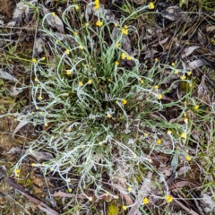 Chrysocephalum apiculatum at Kambah, ACT - 14 Oct 2021