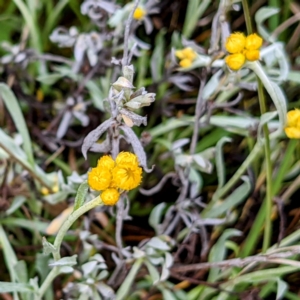 Chrysocephalum apiculatum at Kambah, ACT - 14 Oct 2021