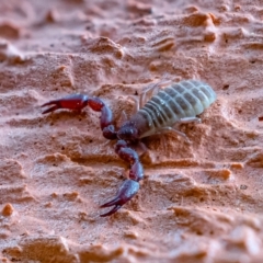 Pseudoscorpiones sp. (order) (False Scorpion, Pseudoscorpion) at Undefined Area - 14 Oct 2021 by sciencegal