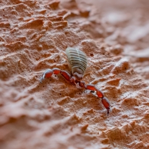 Pseudoscorpiones (order) at Undefined Area - 14 Oct 2021