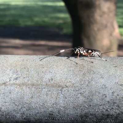 Xanthocryptus novozealandicus (Lemon tree borer parasite wasp) at O'Connor, ACT - 14 Oct 2021 by Lisa.Jok