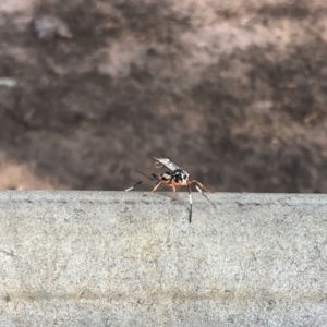 Xanthocryptus novozealandicus at O'Connor, ACT - 14 Oct 2021 05:30 PM